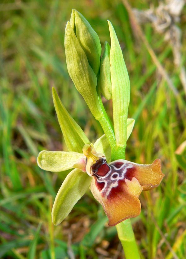 Primavera e orchidee palermitane